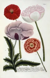 Papaver, de Phytanthoza Iconographia de Johann Wilhelm Weinmann, 1737 (gravure coloriée à la main)